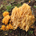 Ramaria species